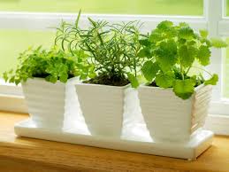 Apartment therapy shares these amazing mini planters, which are made from old twinings tea all of these indoor herb gardens would be fantastic for adding to your kitchen and provide you with an easy solution for growing plants and herbs if you. How To Plant And Grow Herbs Indoors Kitchen Herb Garden Tips Hgtv