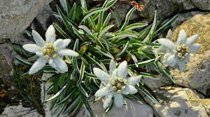 Este declarată monument al naturii din 1933. Floarea De ColÅ£ Misterele Uneia Dintre Cele Mai Frumoase Flori