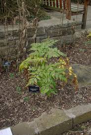 Image result for Agrocharis pedunculata