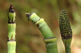 Image result for Equisetum
