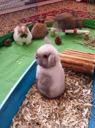 Importance of potty training a rabbit. Potty Training Early Is The Key For Happiness Pet Bunny Rabbits Cute Baby Bunnies Pet Bunny