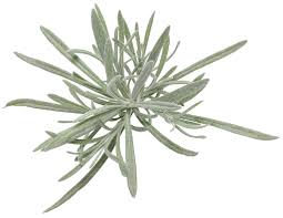 Image result for Helichrysum decorum