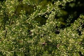 Image result for Asparagus laricinus