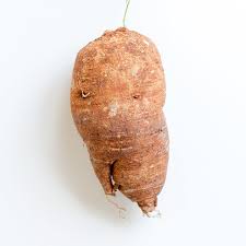 Image result for Adenia kirkii