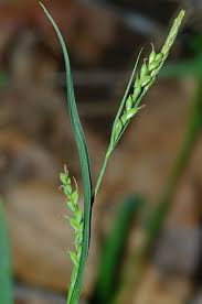 Image result for Isoglossa laxiflora