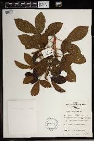 Image result for Allophylus fulvotomentosus