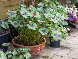 Image result for Oxalis tetraphylla