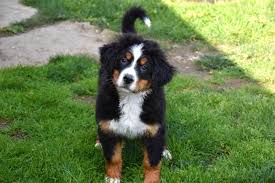 Een berner sennen pupje reserveren. Berner Sennen Pups Honden En Puppy S