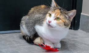 We offer adoption, foster care, and veterinary services to homeless cats. These Chicago Based Cats Are Up For Adoption And In Need Of A Good