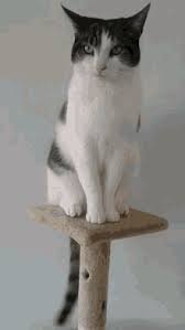 Cat Tail Gifs Tenor Now, we put the cat in a box with electrodes, and carpet, tie its tail down, and generate infinite energy. cat tail gifs tenor