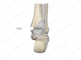 Image result for Calcaneus