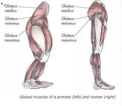 I use diagrams and colors on my own buttocks to help you identify the differences between the ventro and dorso gluteal injection sites, which are located on the gluteus medius and gluteus maximus glute. How Your Butt Can Relate To Your Level Of Humanism Simply Health