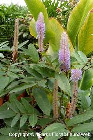 Image result for Uraria