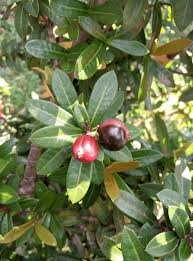 Image result for Acokanthera