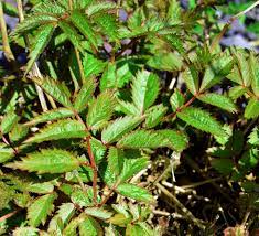 Young Astilbe Leaves Plant Leaves Plants Astilbe