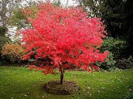Acer palmatum 'osakazuki' is the right japanese maple for you. Osakazuki Japanese Maple For Sale Online The Tree Center
