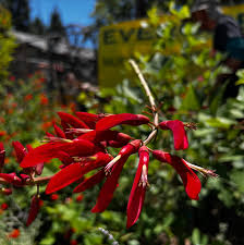 Image result for Erythrina × coddii