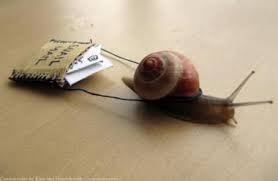Image result for slow snail