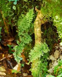 Image result for Abrodictyum rigidum