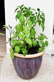 These are real trinidad scorpion pepper plants. How To Plant An Herb Container Garden For Patio Or Kitchen Greenhouse Studio