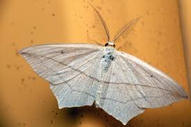 Image result for Timandra griseata