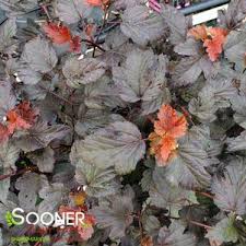 Physocarpus (ninebark) opulifolius 'mindia' (coppertina® ninebark). Coppertina Ninebark Buy Online Best Prices