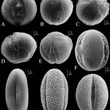 Image result for Anisosepalum