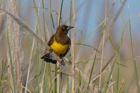 Y es que, durante mucho tiempo dentro de la industria de los medios se especuló sobre el posible quiebre de la relación, que, en un triste desenlace, fue confirmado recientemente a este medio. Drachenstarling Ebird