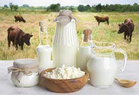 Cow Milk Vs Buffalo Milk For Babies Toddlers What To Feed