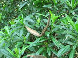 Image result for Strophanthus speciosus