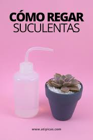 En definitiva, el riego del cactus va a depender del clima, pero también de su. Como Regar Suculentas Y Cactus En 2020 Propagacion De Plantas Suculentas Suculentas Cuidado De Suculentas