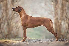 The rhodesian ridgeback is a large dog breed who carries a rather unique and famous history due to their involvement with one of the world's largest cats, the lion. Rhodesian Ridgeback Dog Breed Information
