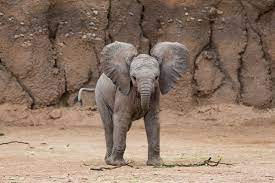 Download Baby Elephant Faqs Reid Park Zoo