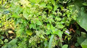 Image result for Mikania cordata