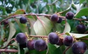 Image result for Dovyalis hispidula