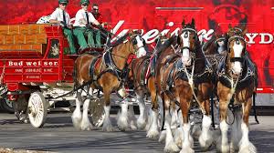 Check spelling or type a new query. World Renowned Budweiser Clydesdales To Appear At Memorial Stadium Indiana State University Athletics