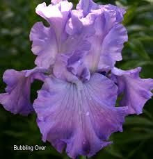 TbBubblingOver < TbAthruE < Iris Wiki
