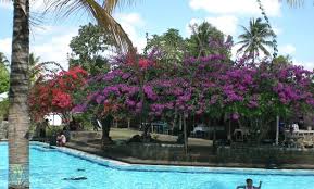 Maybe you would like to learn more about one of these? Magma Arkana Mirah Fantasia Jalan Karimun Jawa Lateng Kabupaten Banyuwangi Jawa Timur 5 Kolam Renang Di Banyuwangi Kota Wisata Terbagus Indoor