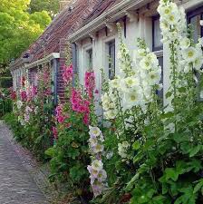 30 Hollyhock Indian Spring Alcea Rosea True Heirloom Perennial Deer Resistant Flower Seeds Ungiftige Stockrosen Sind F In 2020 Garten Englischer Garten Stockrosen