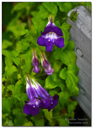 Image result for Gynura scandens