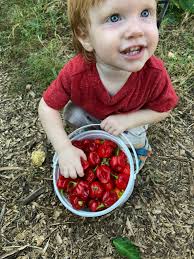So many pickles! The hot ones have Habanero and Ghost pepper flakes in them.