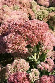 They've become popular houseplants, thanks to their compact shape and showy flowers. Stonecrop Sedum Tall Upright Clumping Autumn Fire From Growing Colors