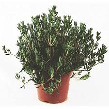 Plastic garden plant pots and planters. Mesembriantemo Succulent Plant Pot 14cm Gardenclick