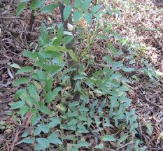 Image result for Asparagus asparagoides