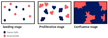 How i designed this completely designed in microsoft's 3d builder cell model designed based on. Ijms Free Full Text Halfway Between 2d And Animal Models Are 3d Cultures The Ideal Tool To Study Cancer Microenvironment Interactions Html
