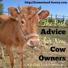 What Every Cow Owner Should Know Raising Farm Animals Mini Cows Pet Cows