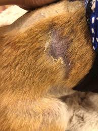Image result for scrotum dog skin peeling
