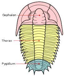 Find more tamil words at wordhippo.com! Thorax Wikipedia