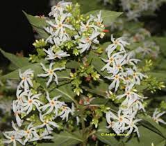 Tree Of The Month Har Singar The Night Flowering Jasmine Fragrant Plant Trees To Plant Jasmine Tree