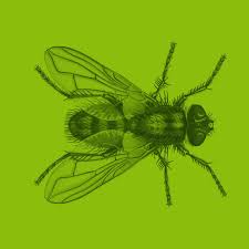 Housefly Dr Reckhaus House flies can pick up bacteria & carry a variety of harmful diseases.